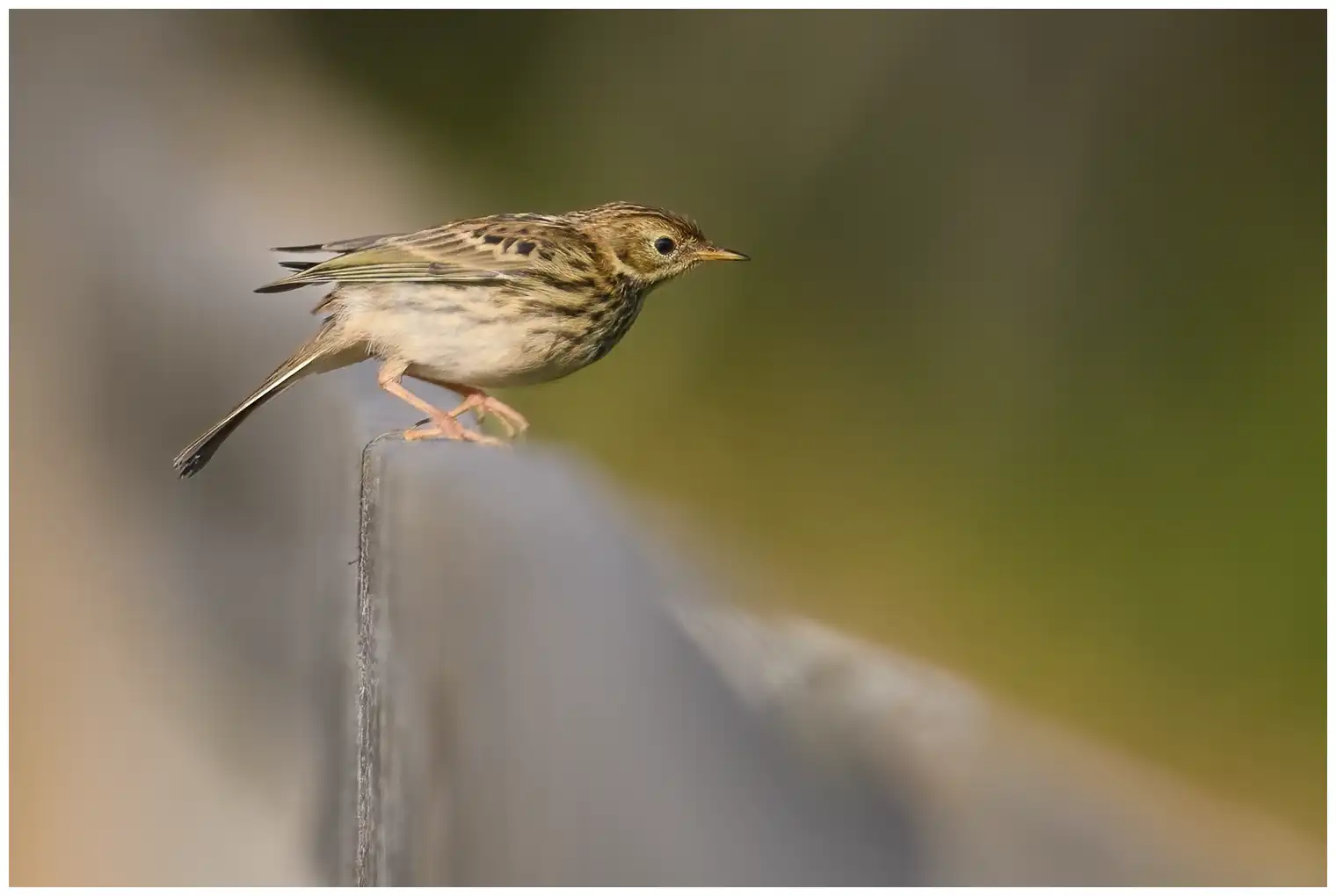 Meadow Pipit