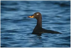 Velvet Scoter
