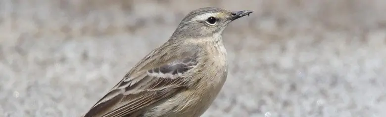 Water Pipit. Standing on a road. A gray bird with a light eye stripe.