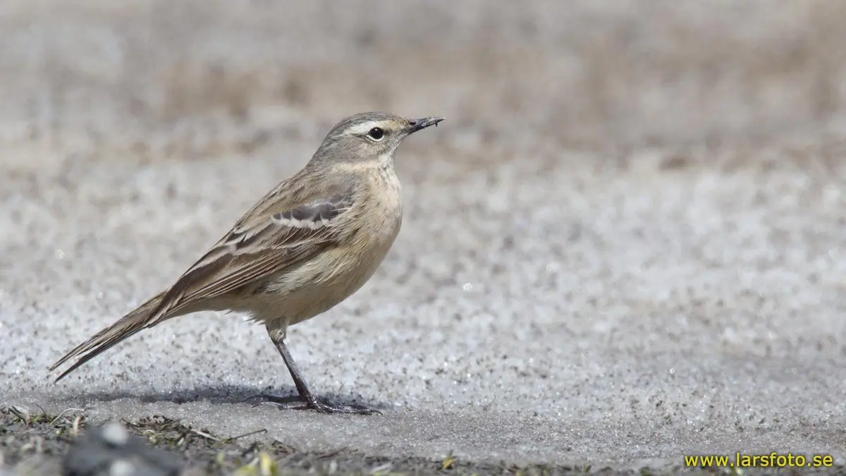 Water Pipit. Standing on a road. A gray bird with a light eye stripe.