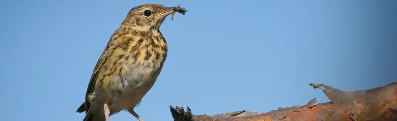 Tree Pipit. Sitting on a branch with an insect in its beak. A small, slender, long-tailed bird with a pointed beak.