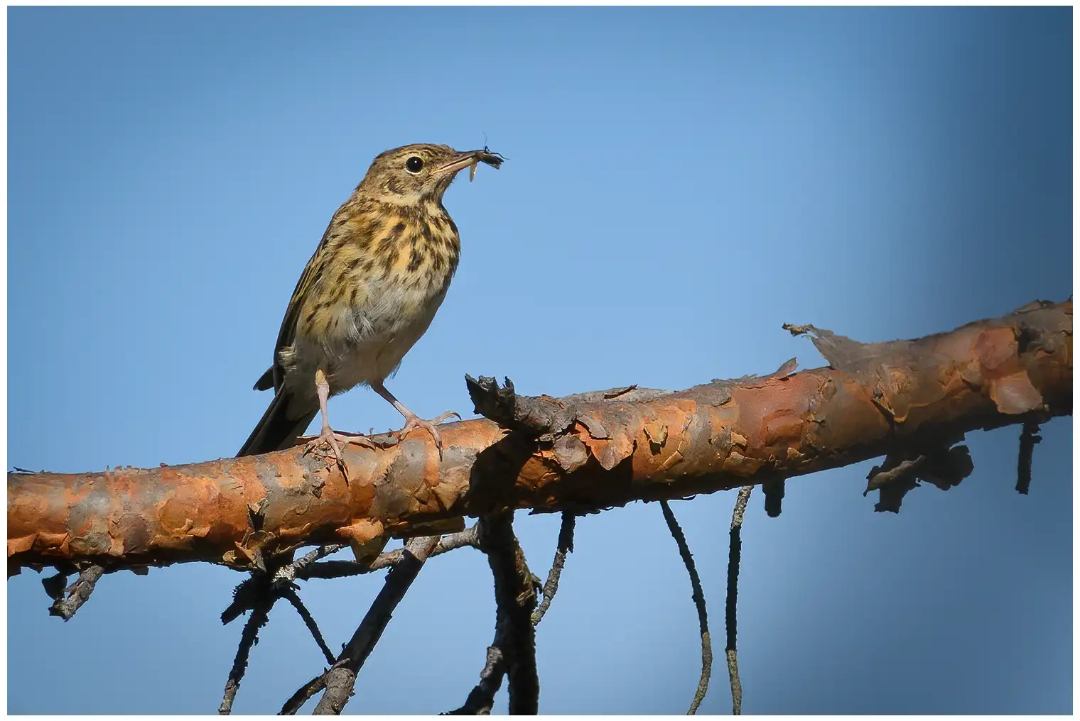 Tree Pipit. Sitting on a branch with an insect in its beak. A small, slender, long-tailed bird with a pointed beak.