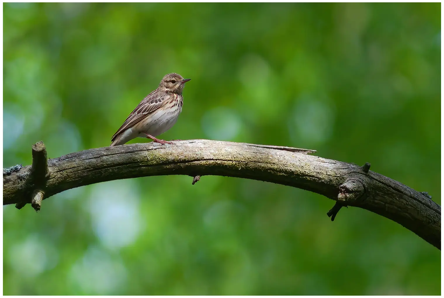 Tree Pipit