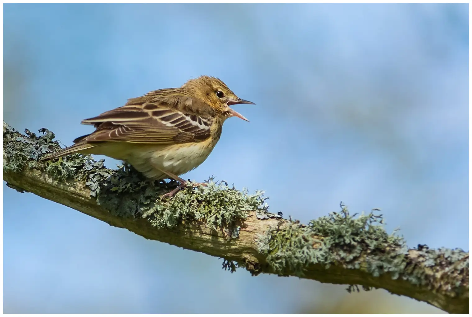 Tree Pipit