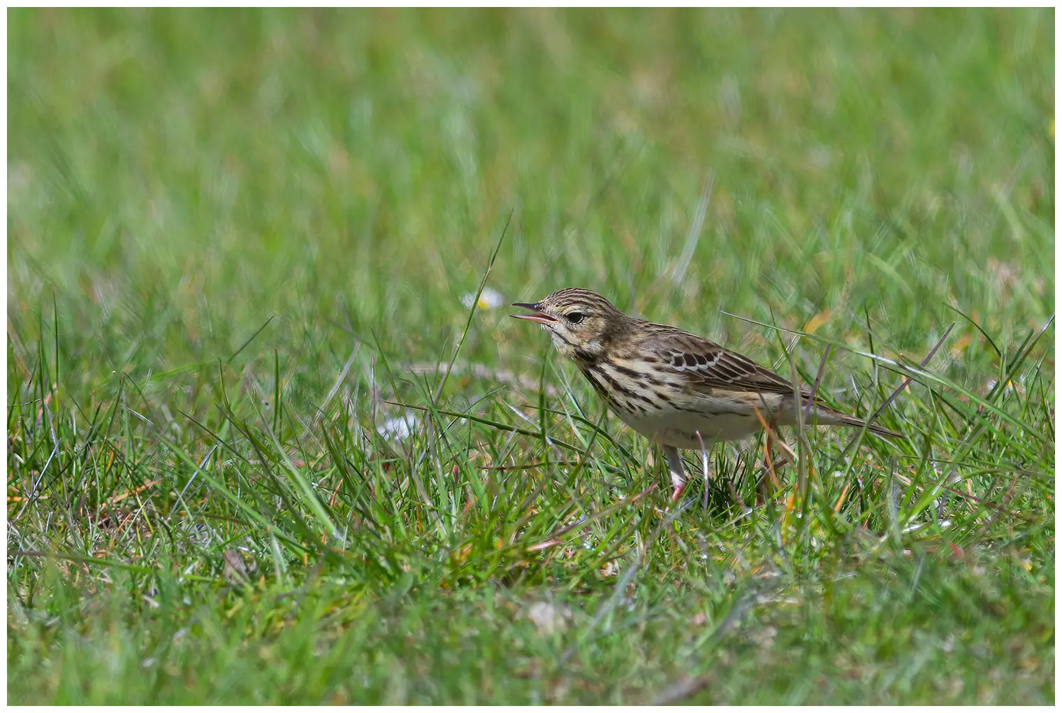 Tree Pipit