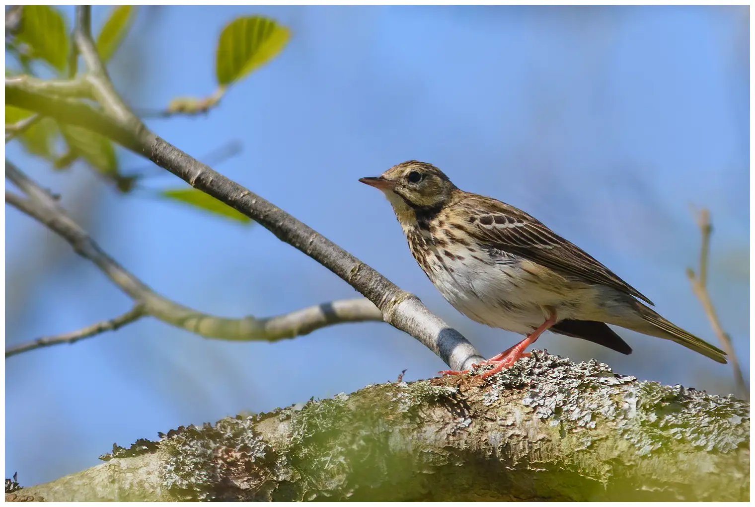 Tree Pipit