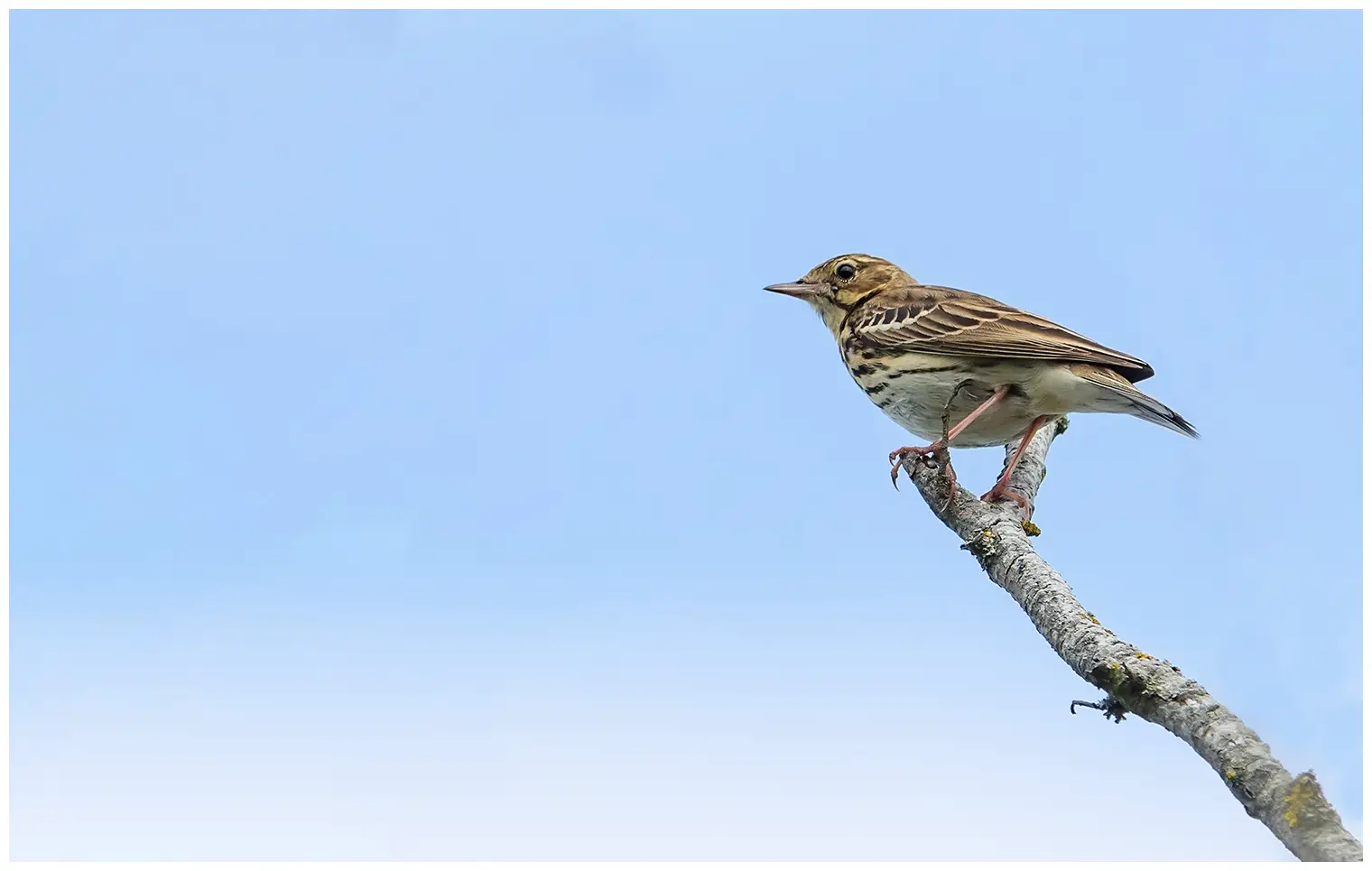 Tree Pipit