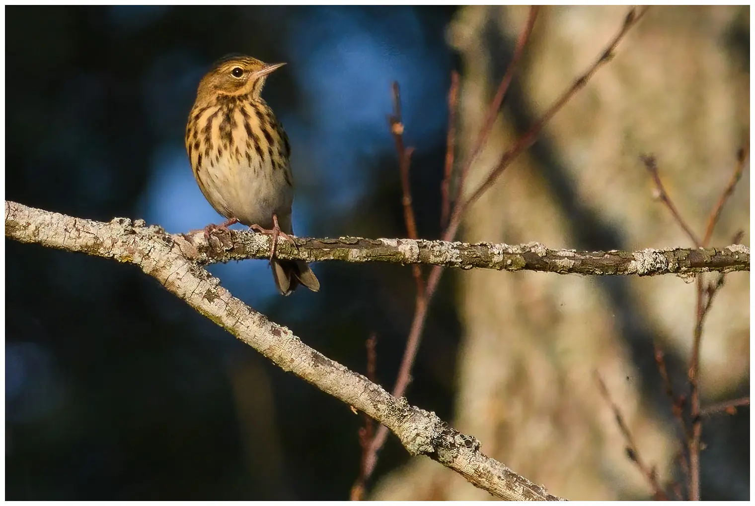 Tree Pipit