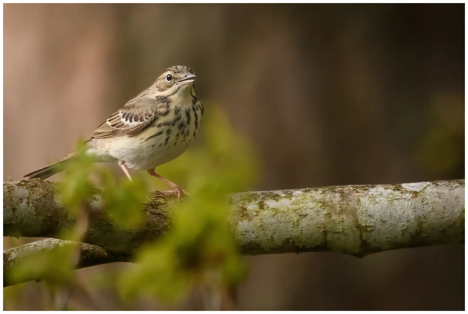 Tree Pipit