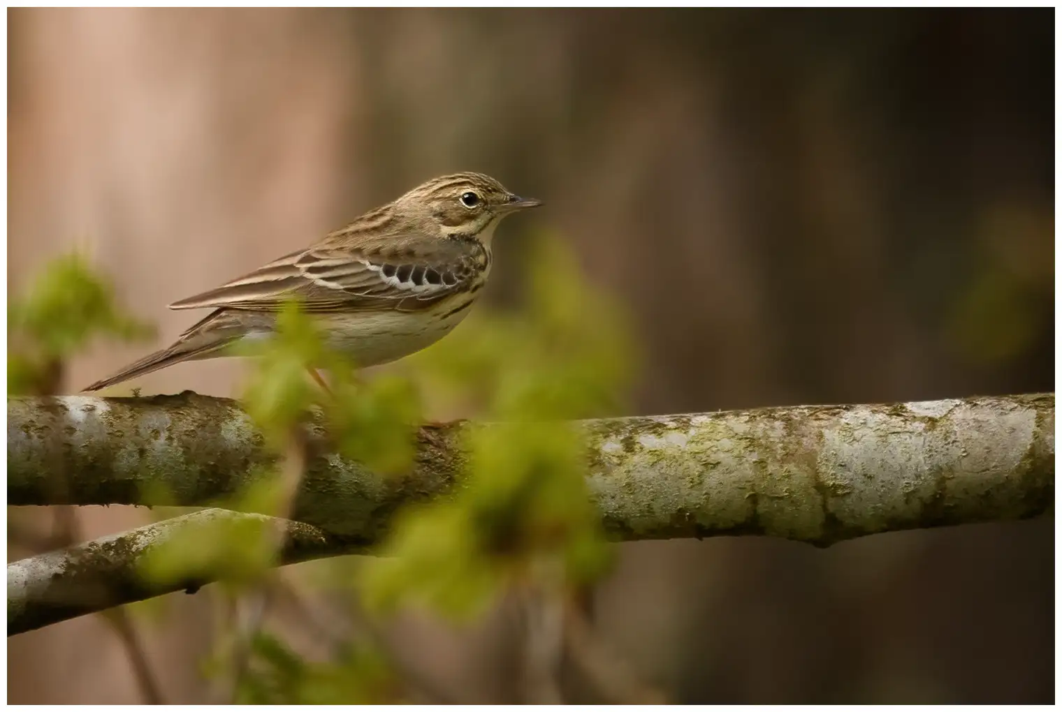 Tree Pipit