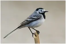 White Wagtail