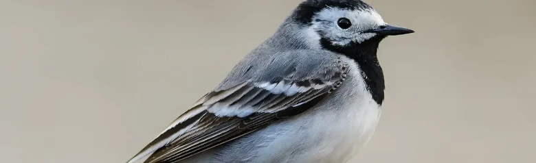 White Wagtail. Seen here from the side. The white-gray-black plumage, together with the long, wagging tail, makes it very easy to recognize.
