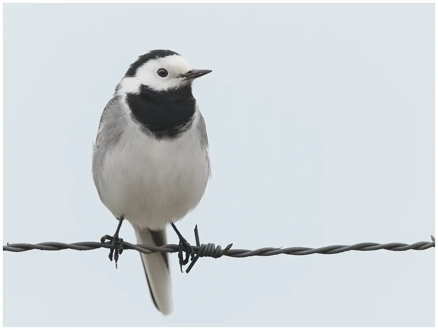 White Wagtail