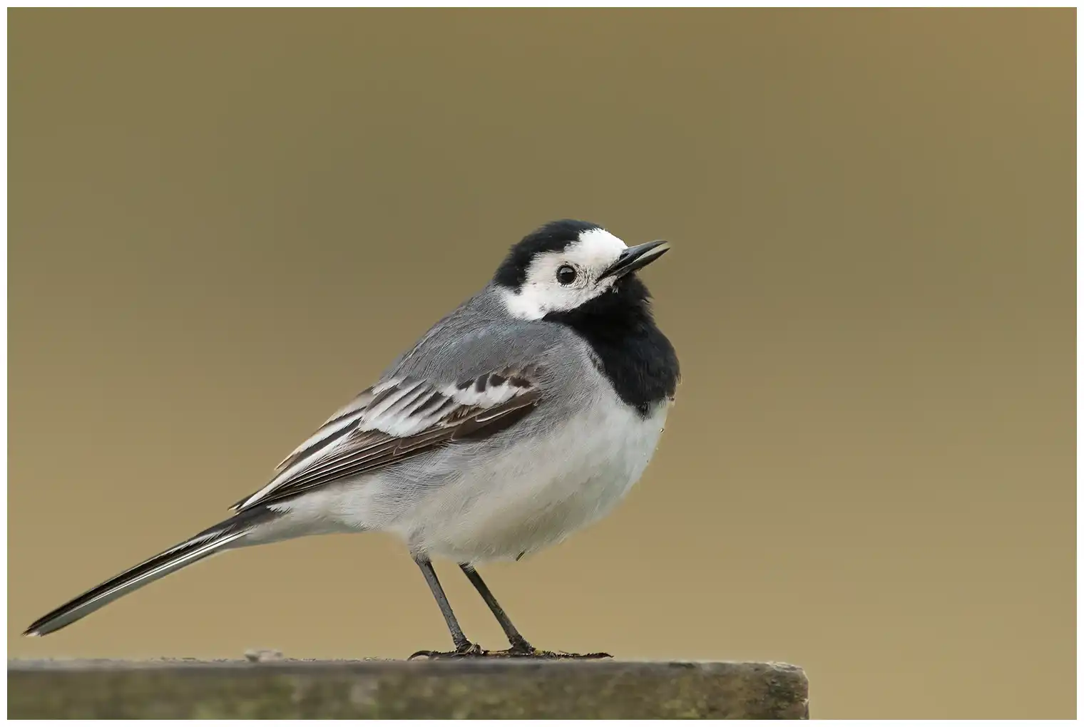 White Wagtail