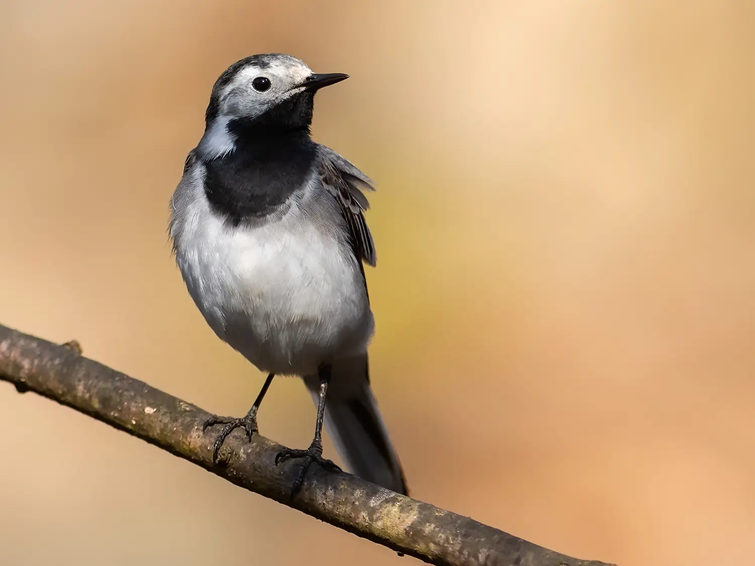 White Wagtail