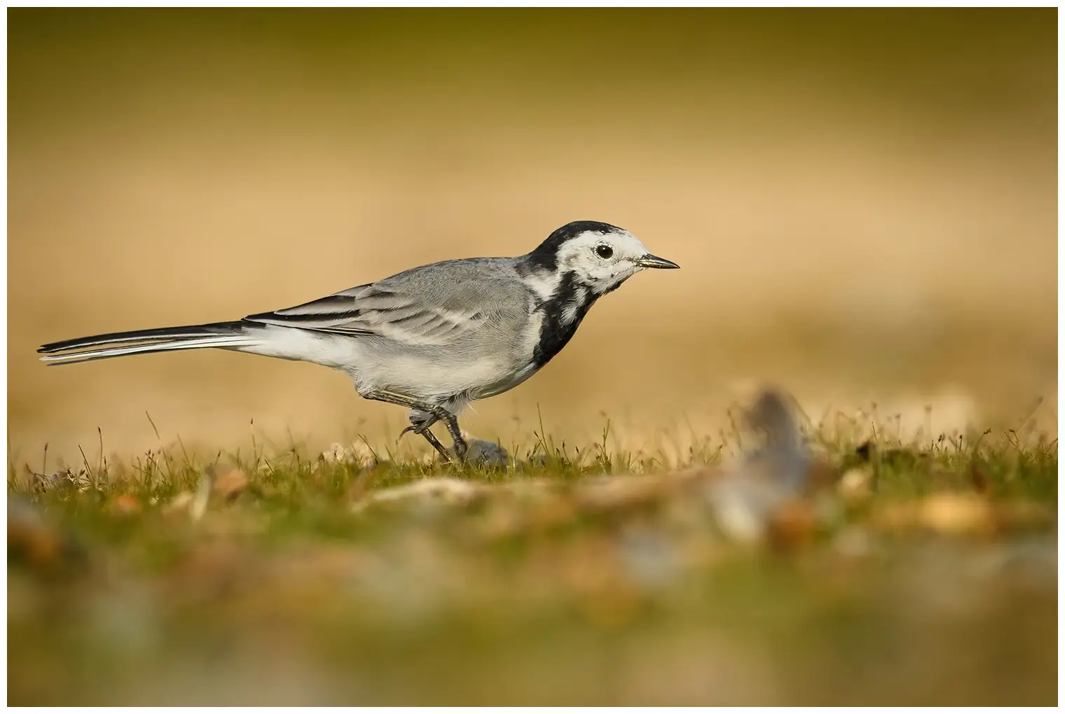 White Wagtail