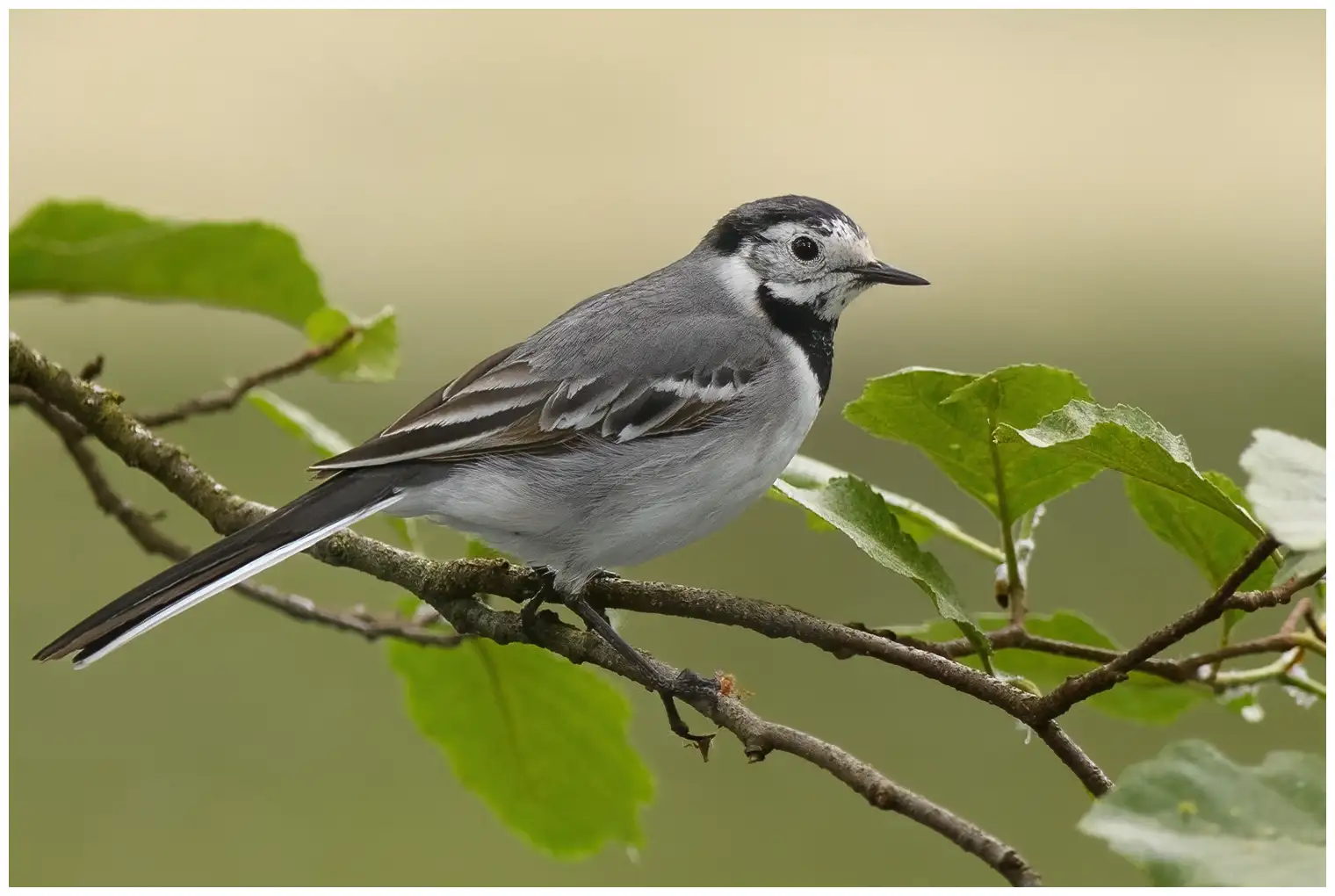 White Wagtail