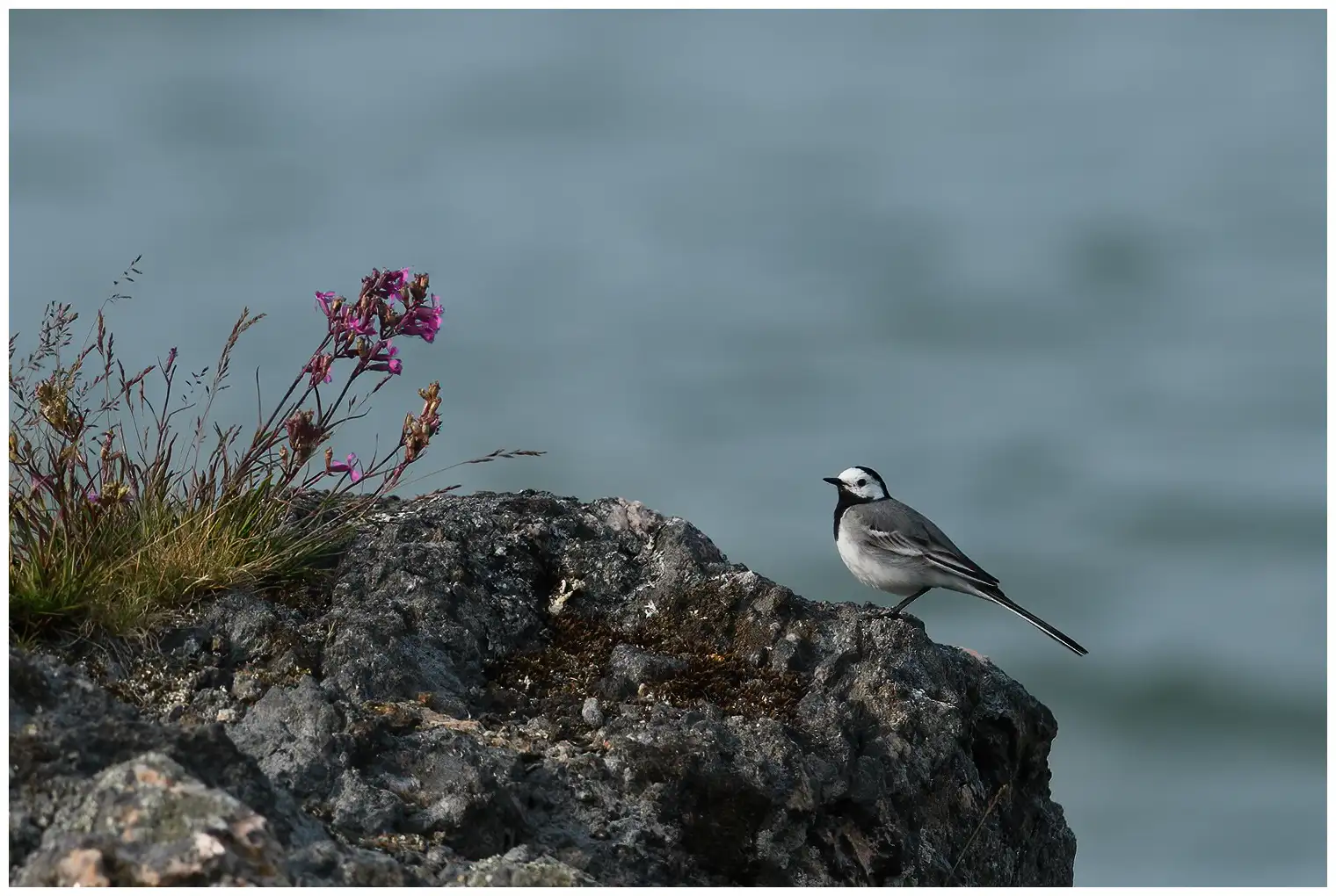 White Wagtail