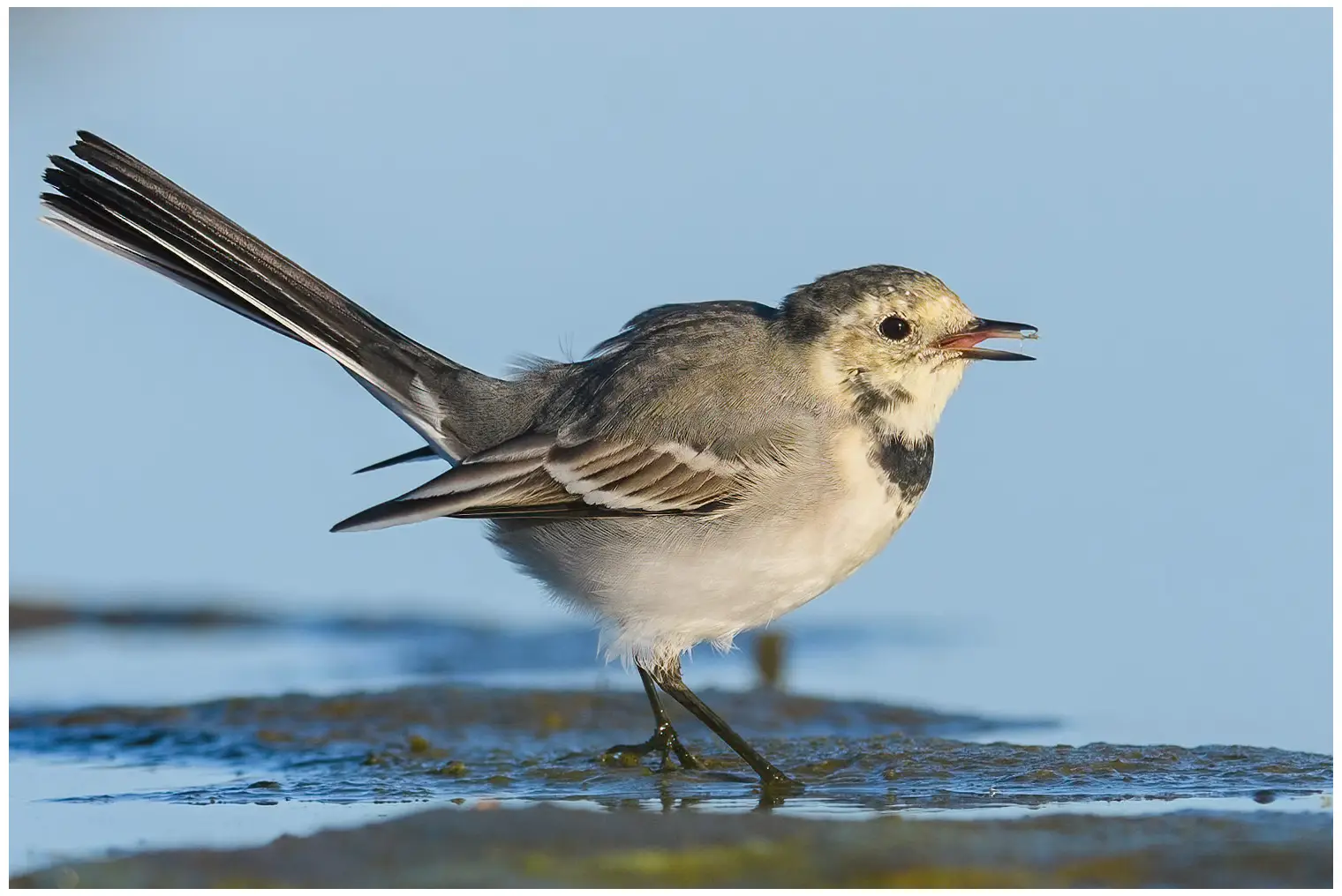 White Wagtail