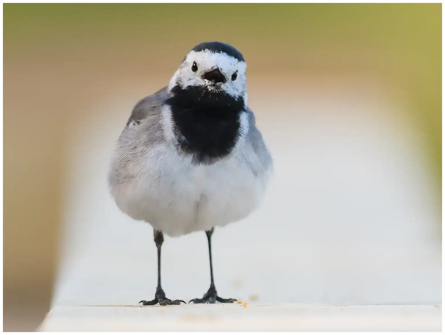 White Wagtail