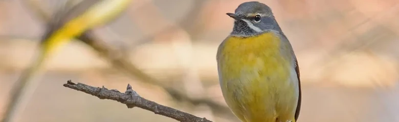 Grey Wagtail. Sitting on a dead branch. Yellow underside, grey back and very long tail. White stripe from the corner of the mouth.