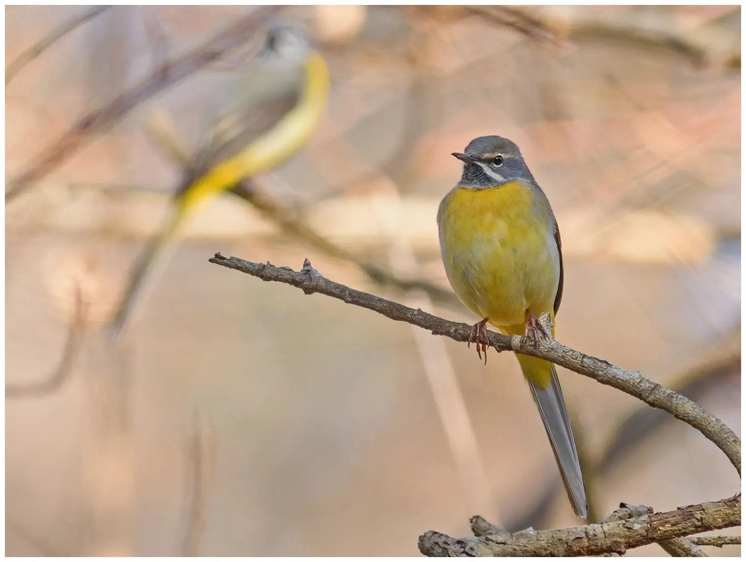 Grey Wagtail. Sitting on a dead branch. Yellow underside, grey back and very long tail. White stripe from the corner of the mouth.