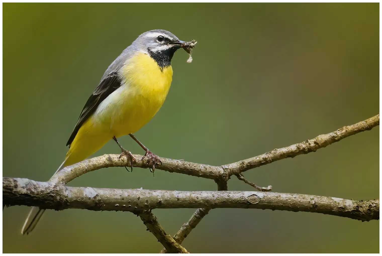 Grey Wagtail