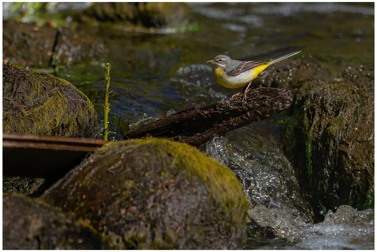 Grey Wagtail