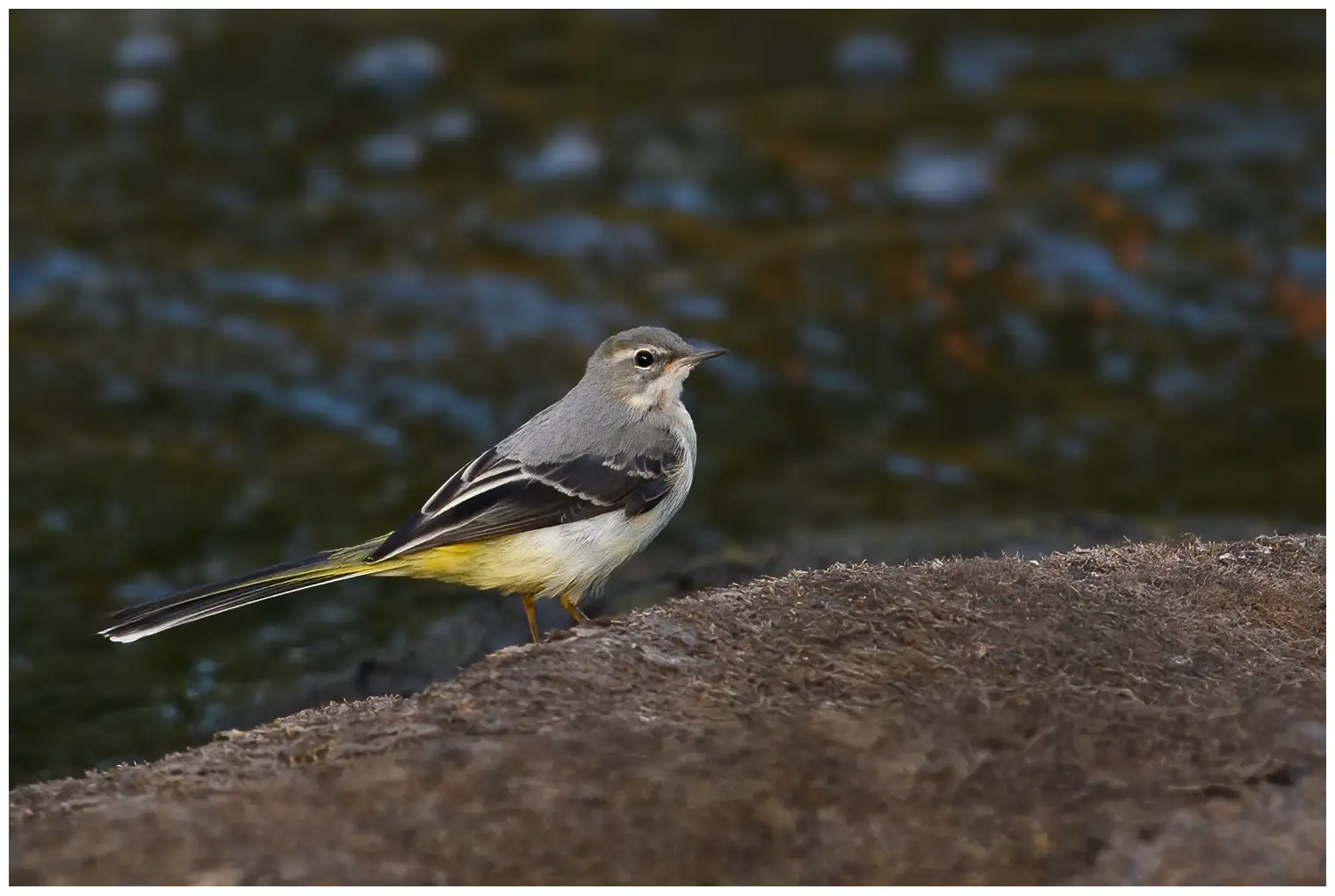 Grey Wagtail