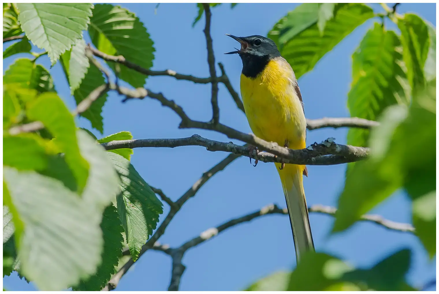 Grey Wagtail