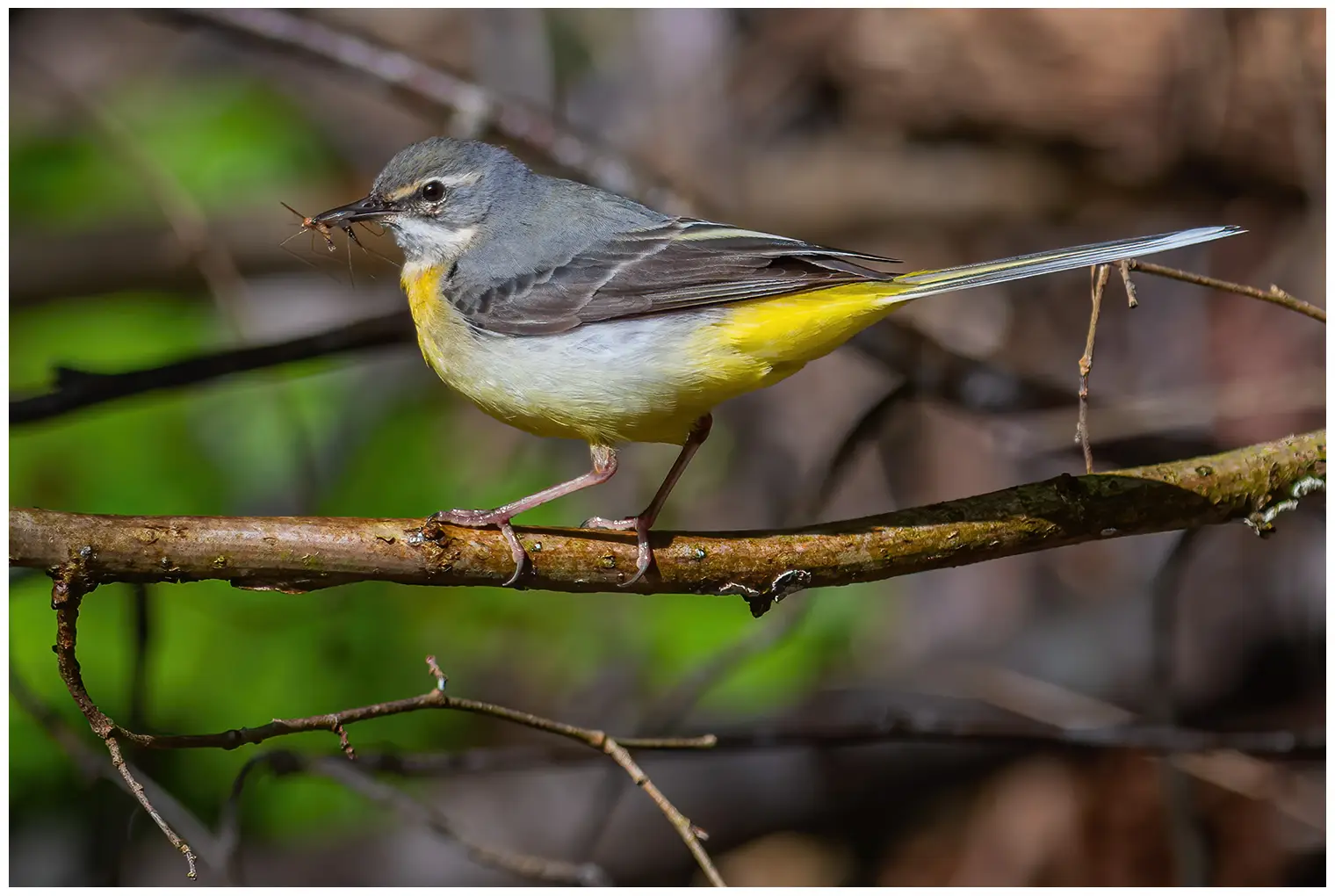 Grey Wagtail
