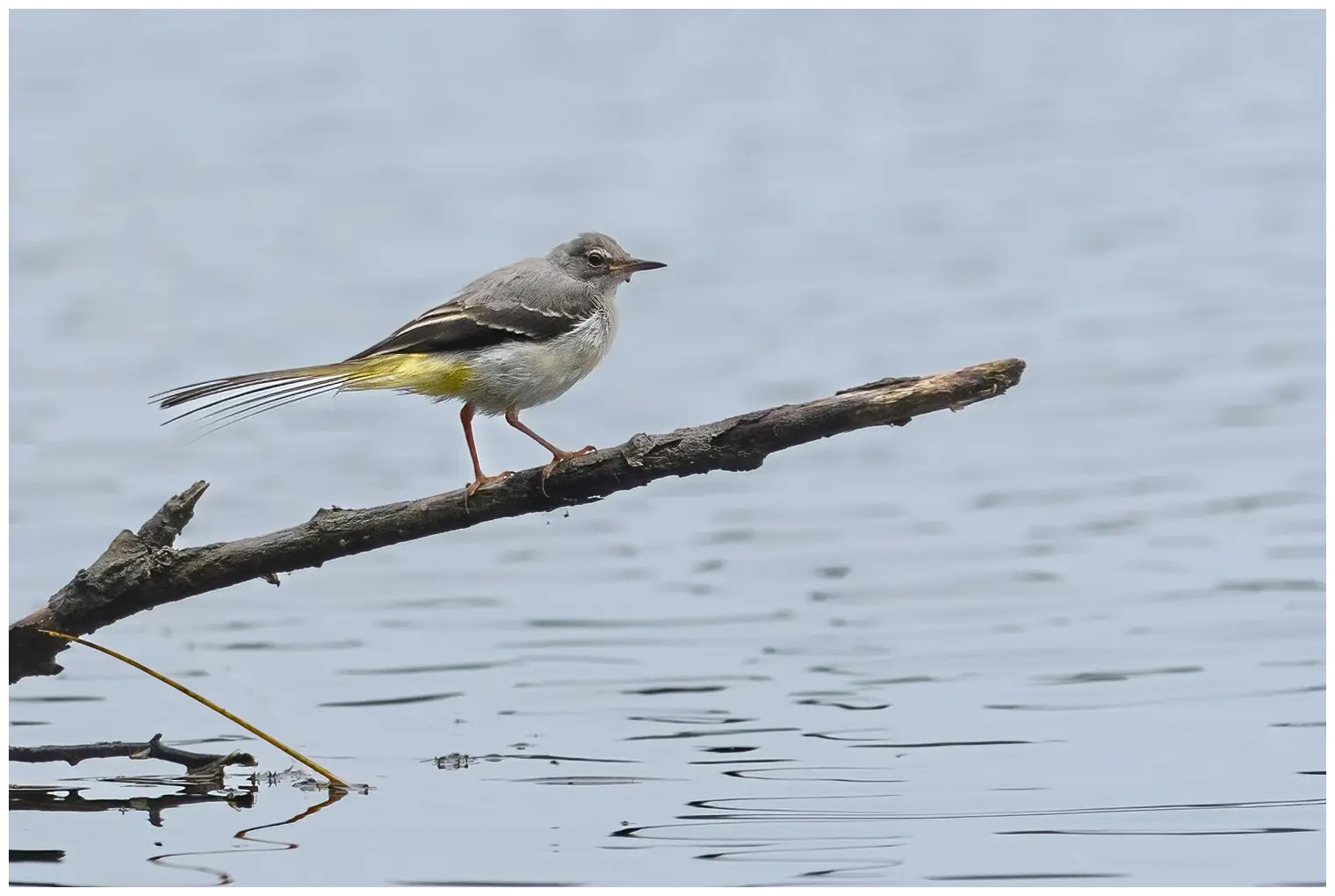 Grey Wagtail