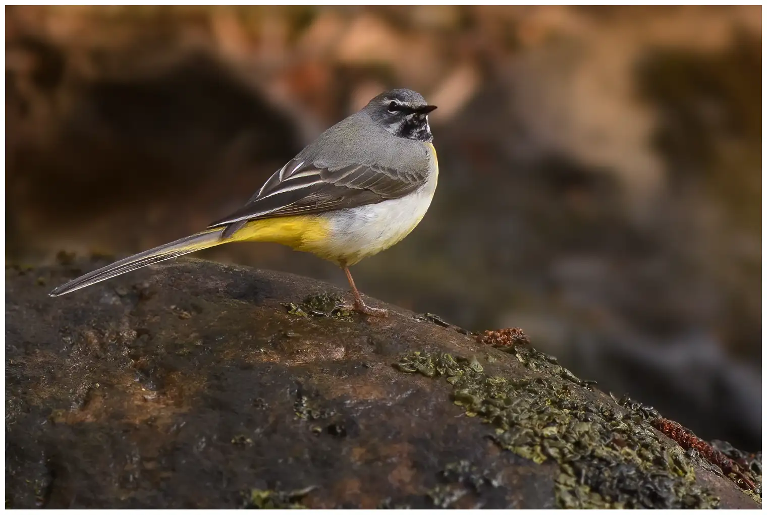 Grey Wagtail
