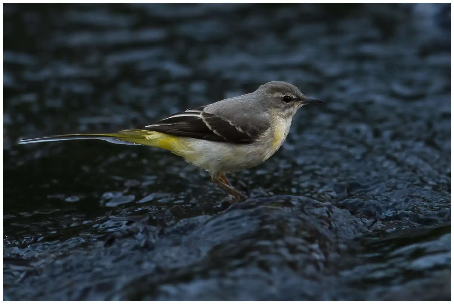 Grey Wagtail