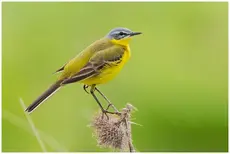 Yellow Wagtail