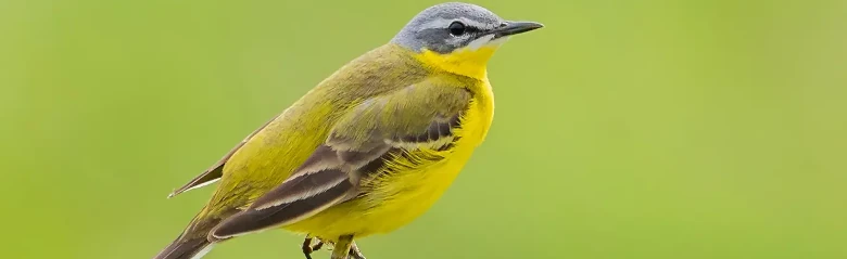 Yellow Wagtail. Sitting at the top of a withered thistle. Strong yellow underside and olive green back.