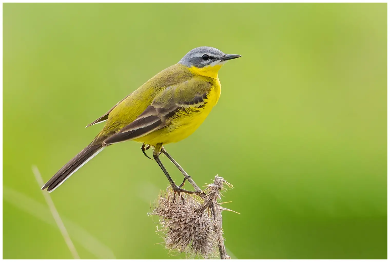 Yellow Wagtail. Sitting at the top of a withered thistle. Strong yellow underside and olive green back.