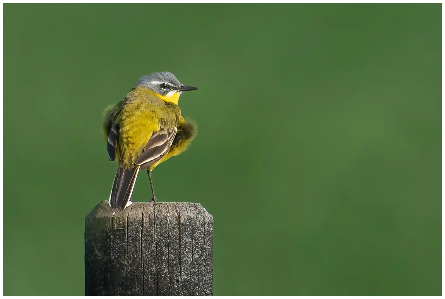 Yellow Wagtail