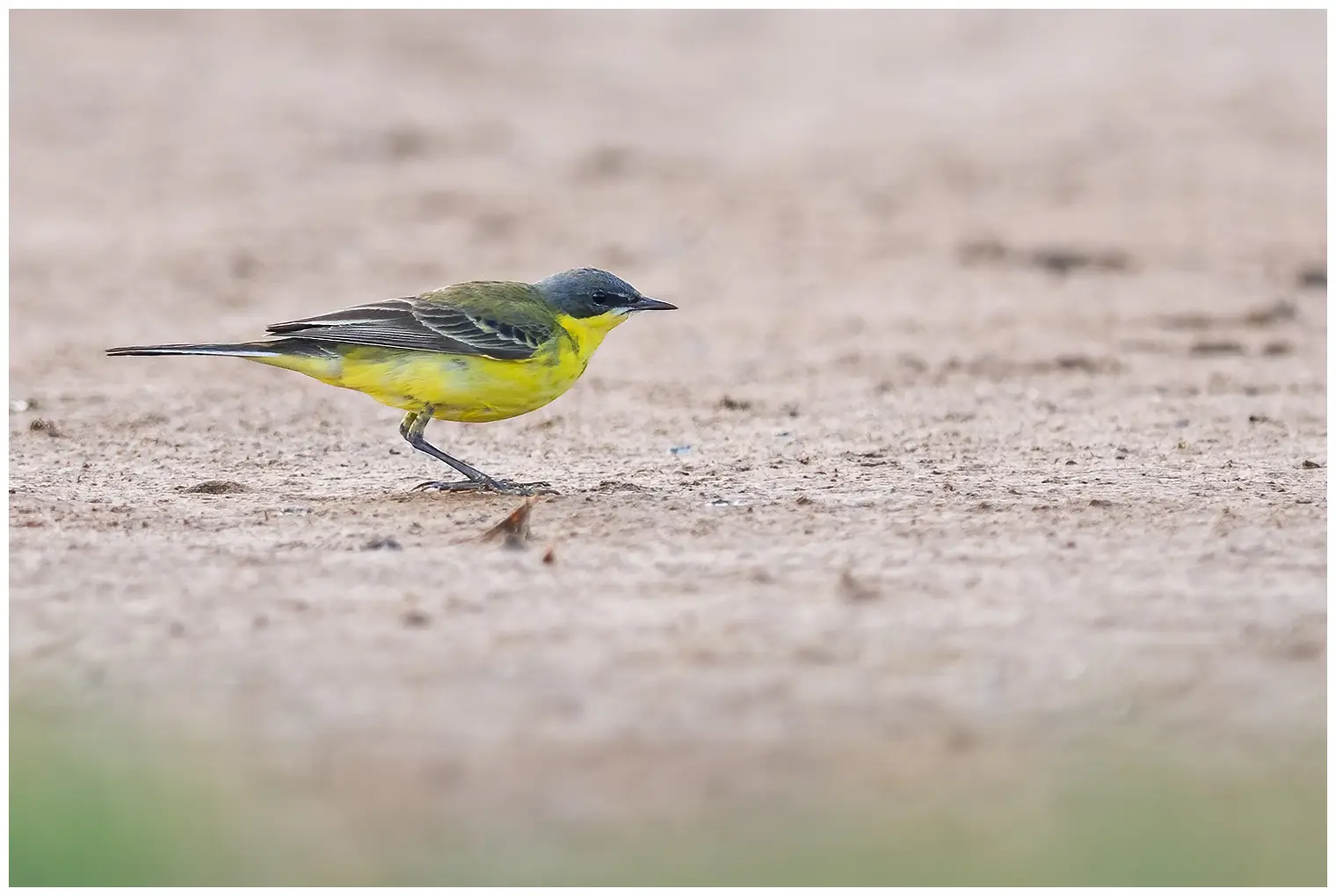 Yellow Wagtail