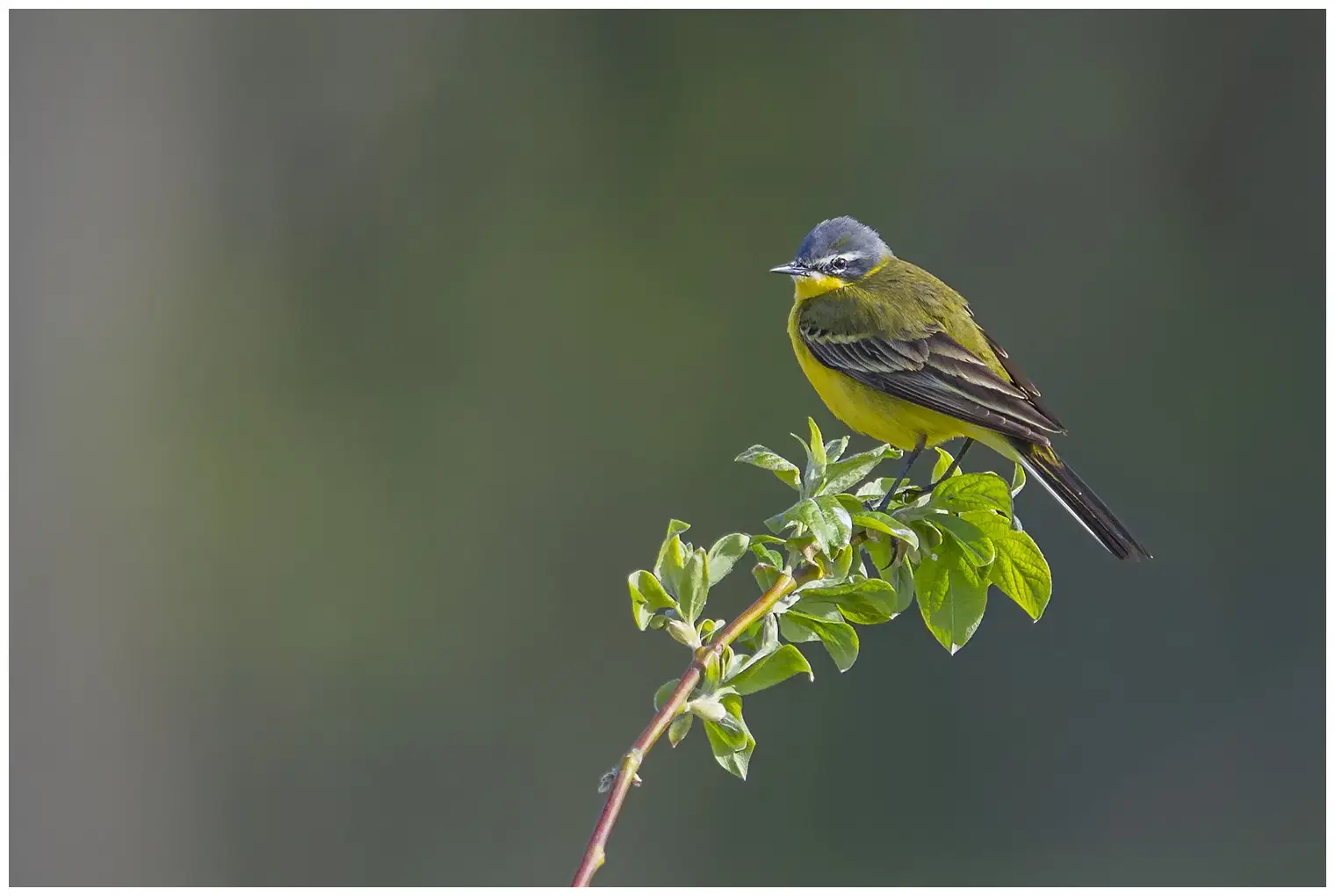 Yellow Wagtail