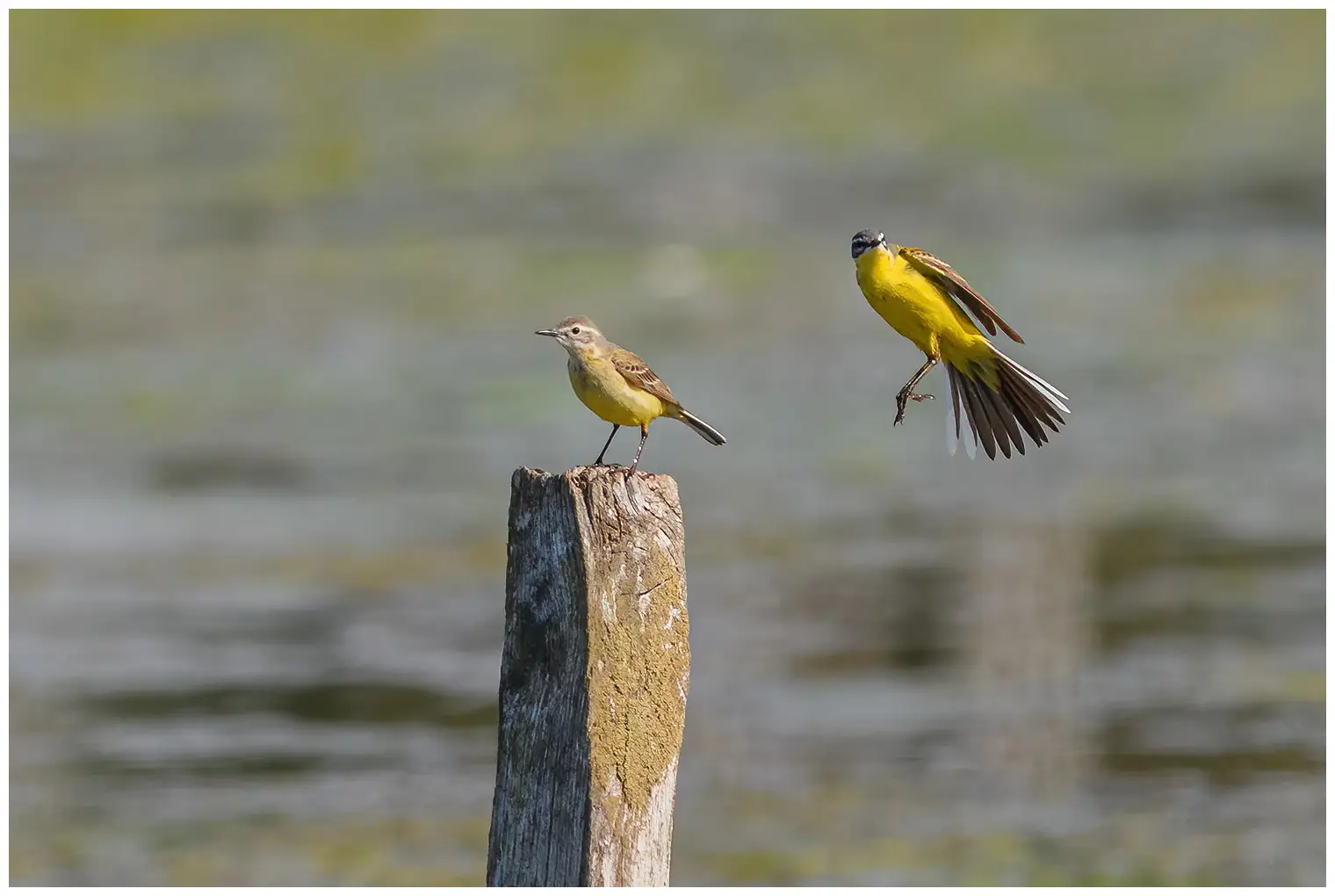 Yellow Wagtail