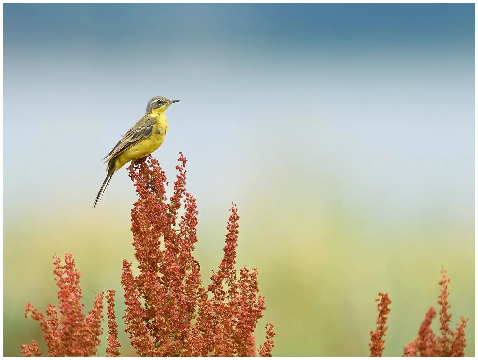 Yellow Wagtail