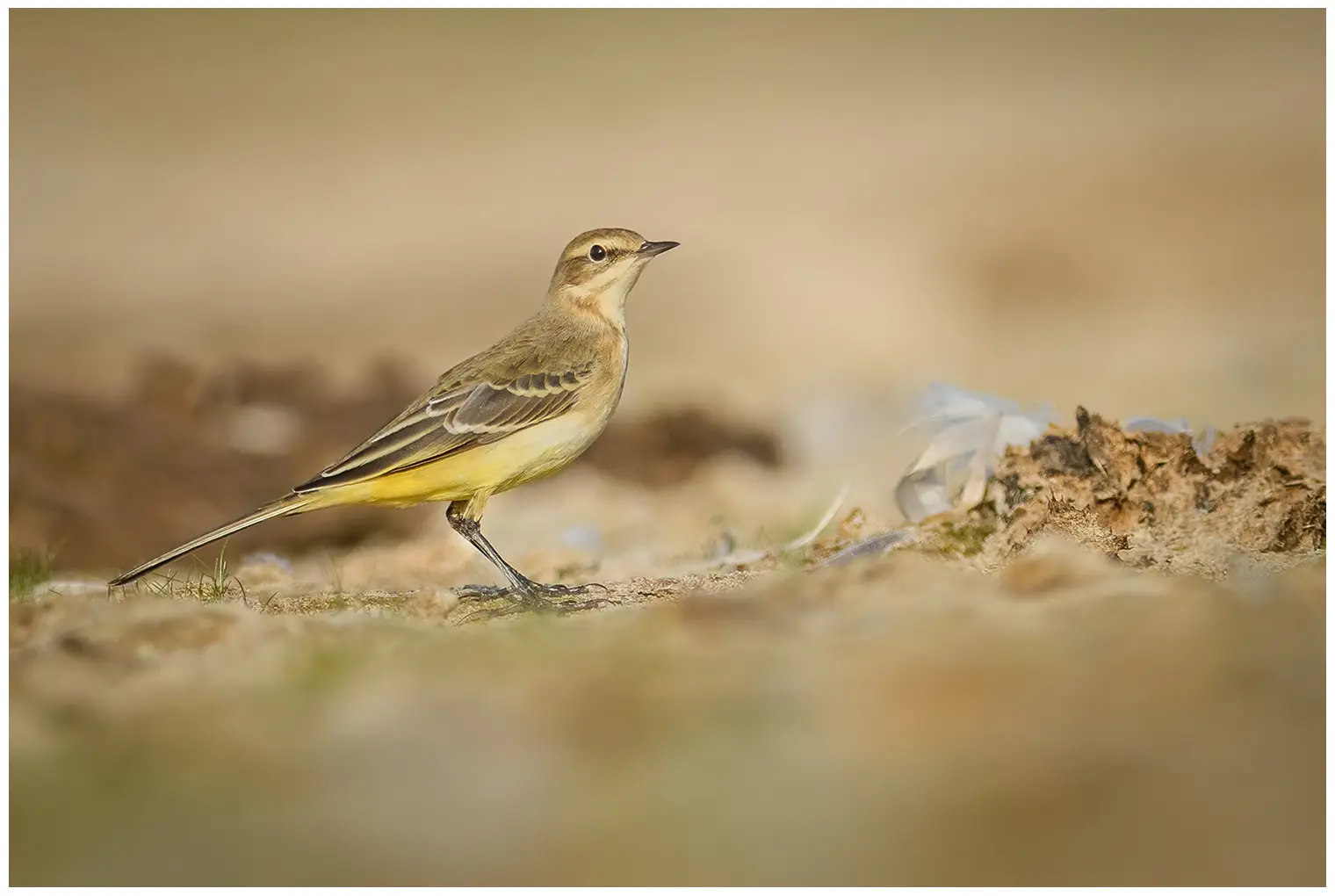 Yellow Wagtail
