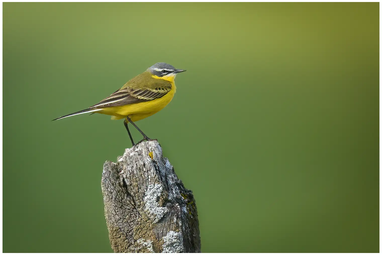 Yellow Wagtail