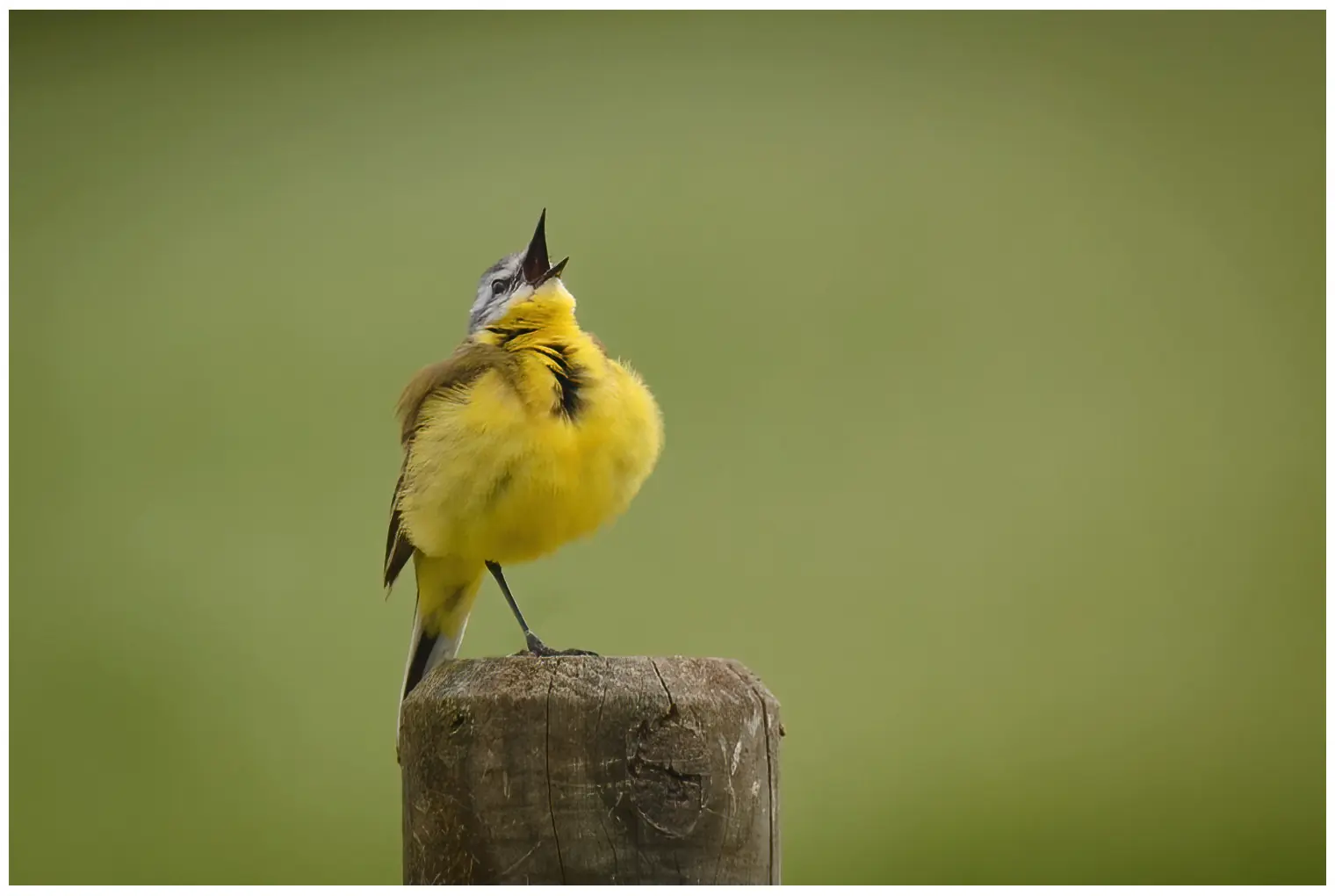 Yellow Wagtail