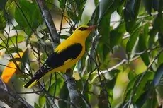 Golden-Oriole