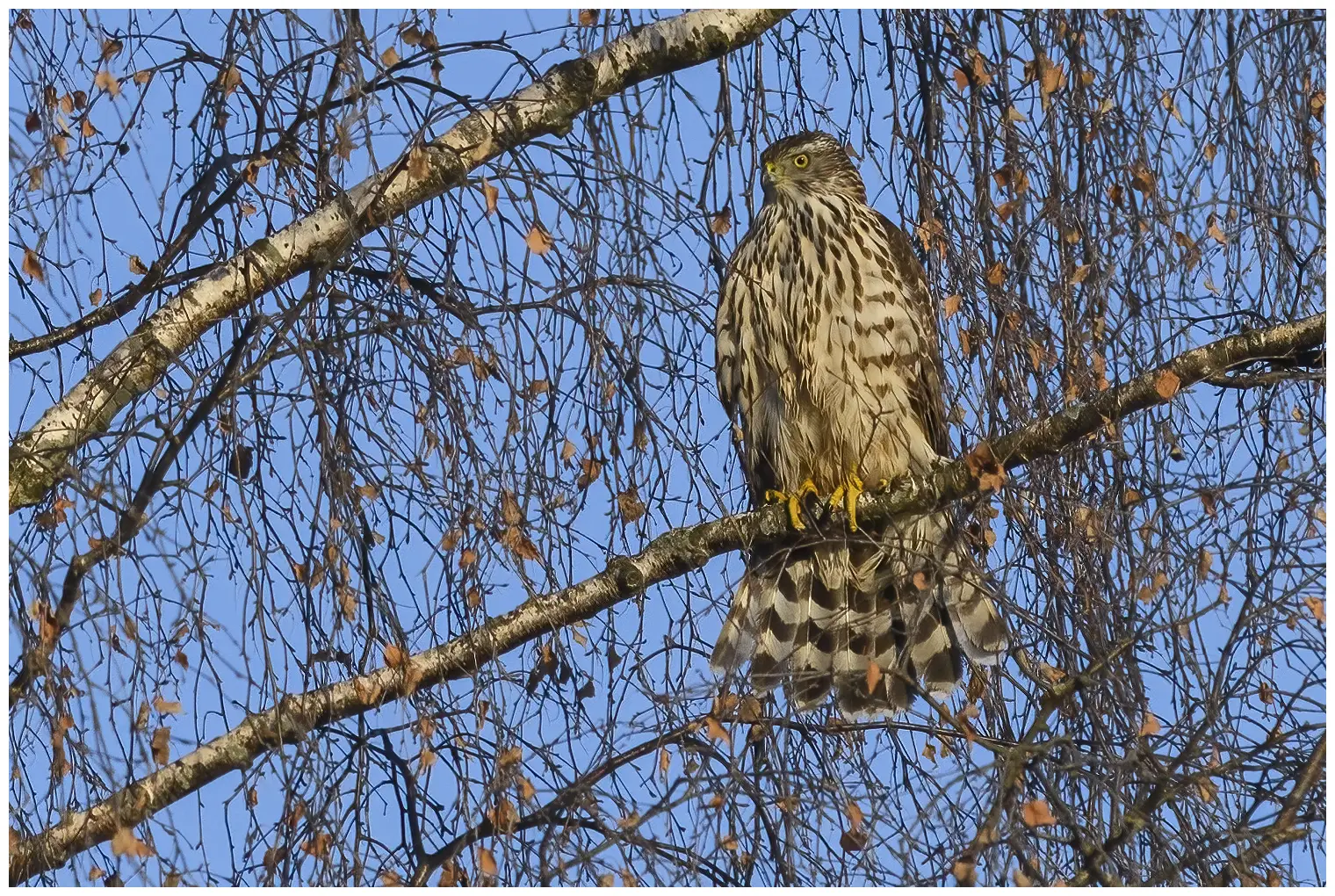 Northern Goshawk