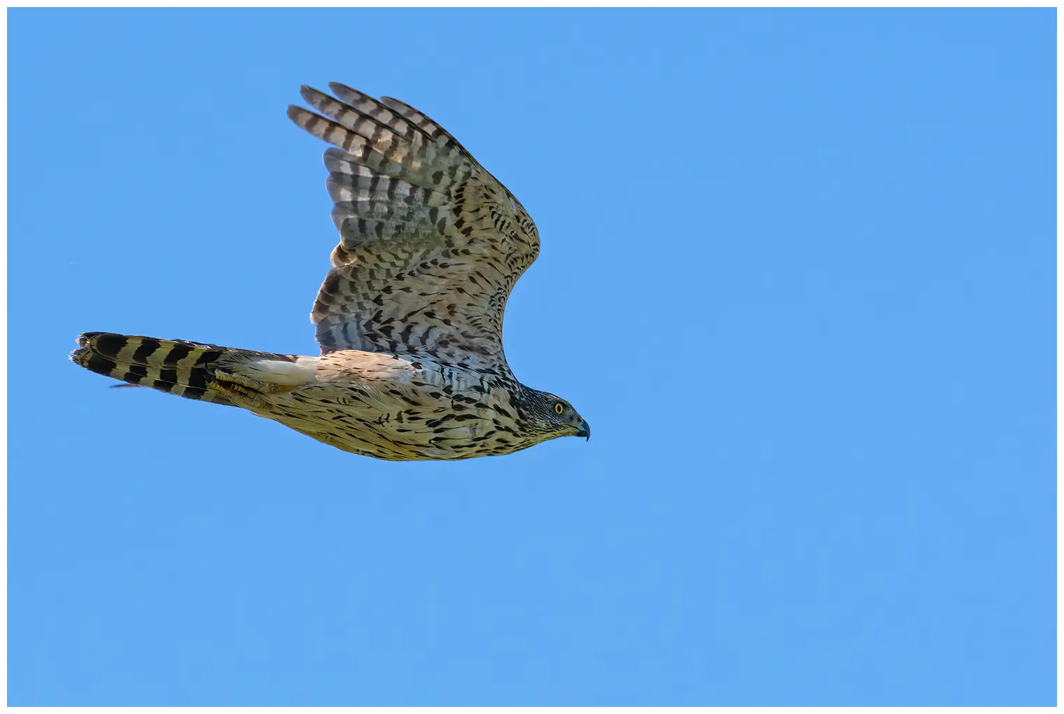 Northern Goshawk