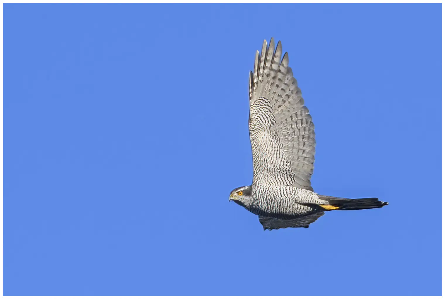 Northern Goshawk