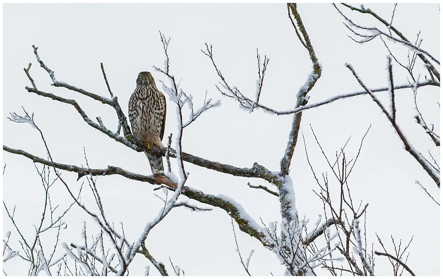 Northern Goshawk